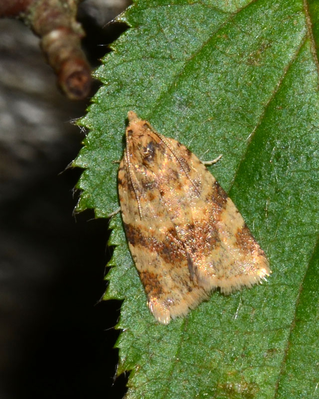 Tortricidae da determinare